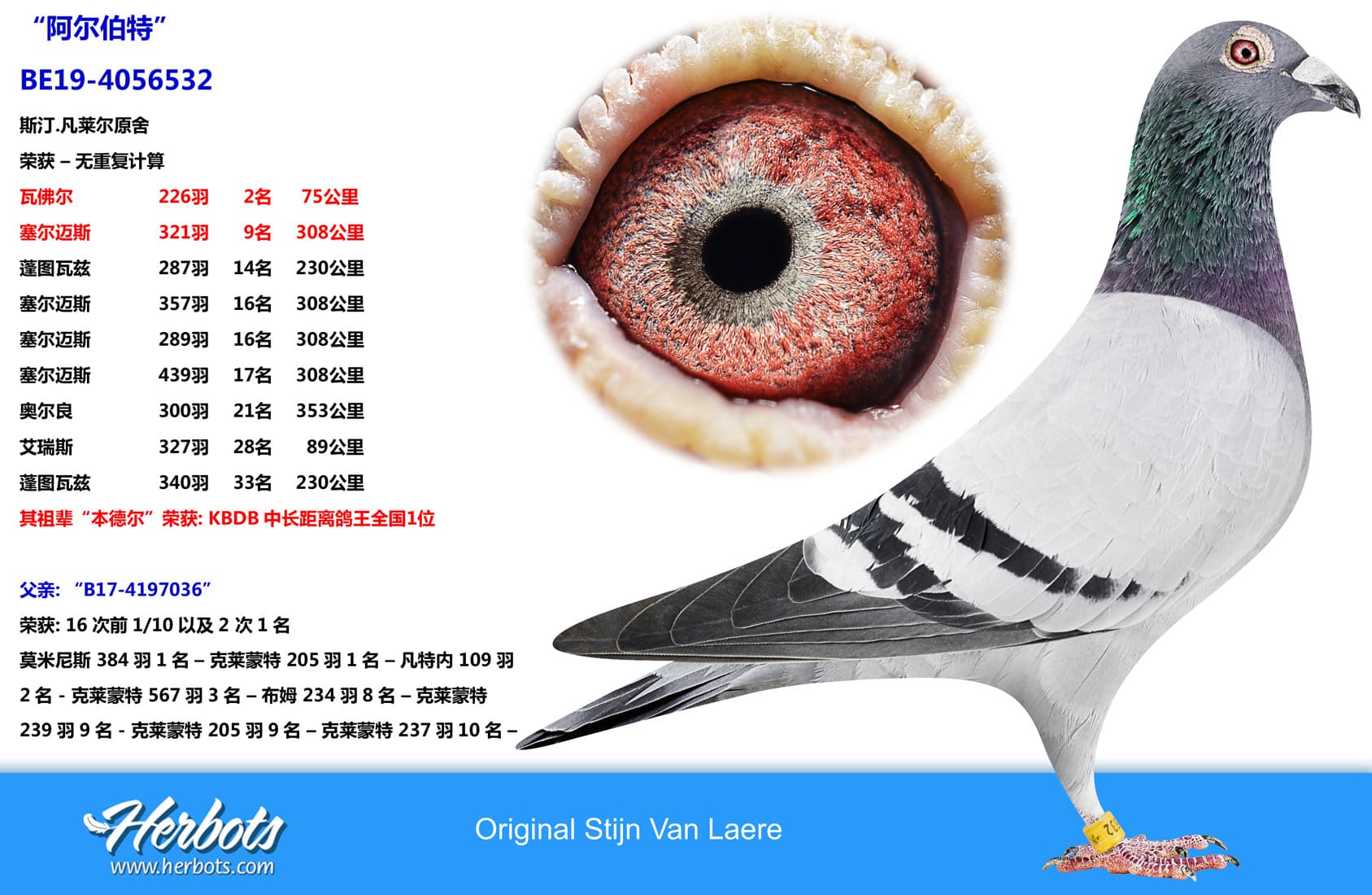 pigeon: “阿尔伯特”