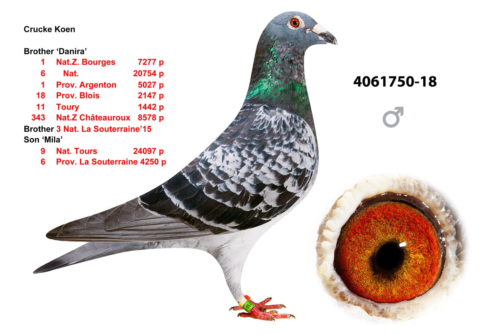 pigeon: undefined