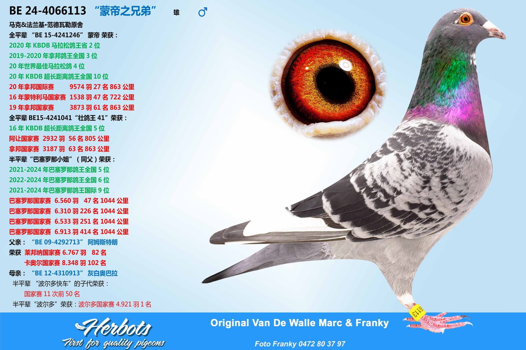 pigeon: “蒙帝之兄弟”