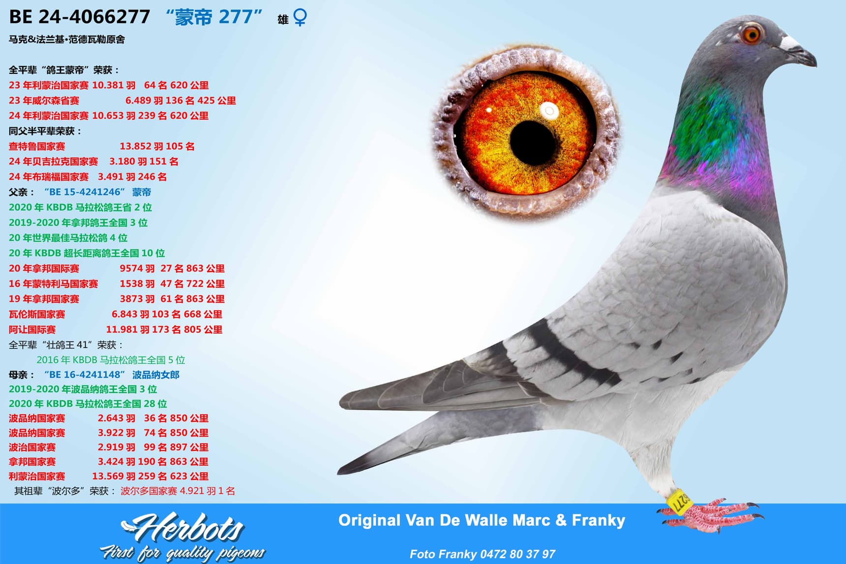 pigeon: “蒙帝 277”