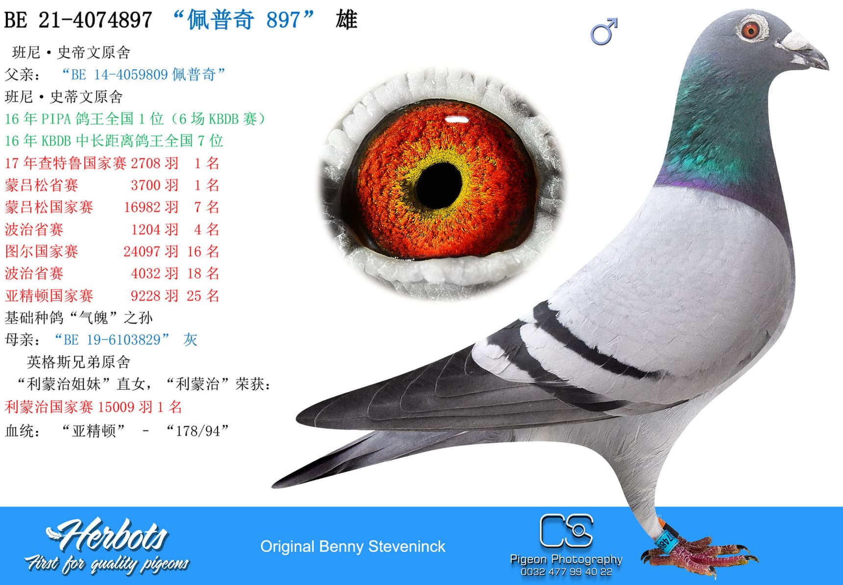 pigeon: “佩普奇 897”