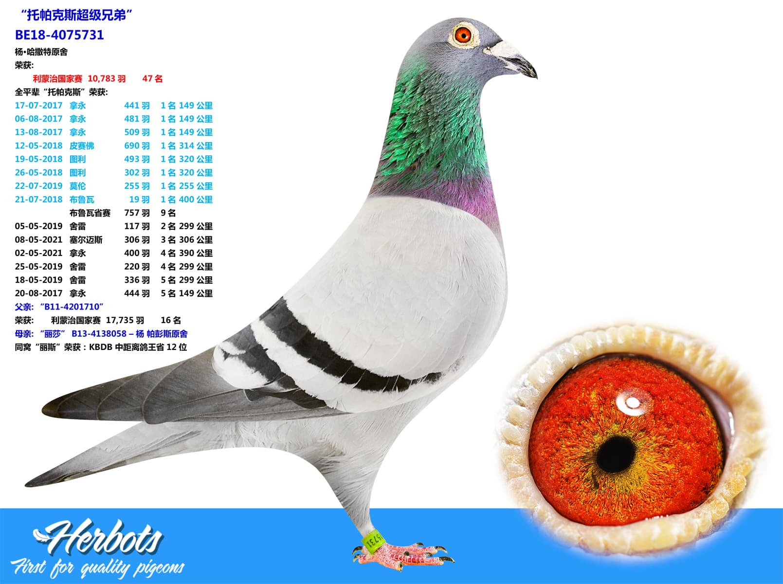 pigeon: undefined