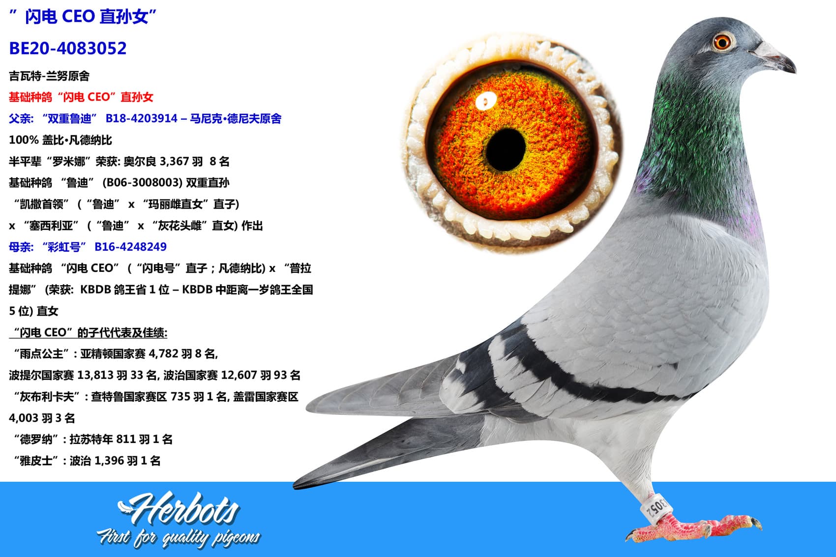 pigeon: undefined