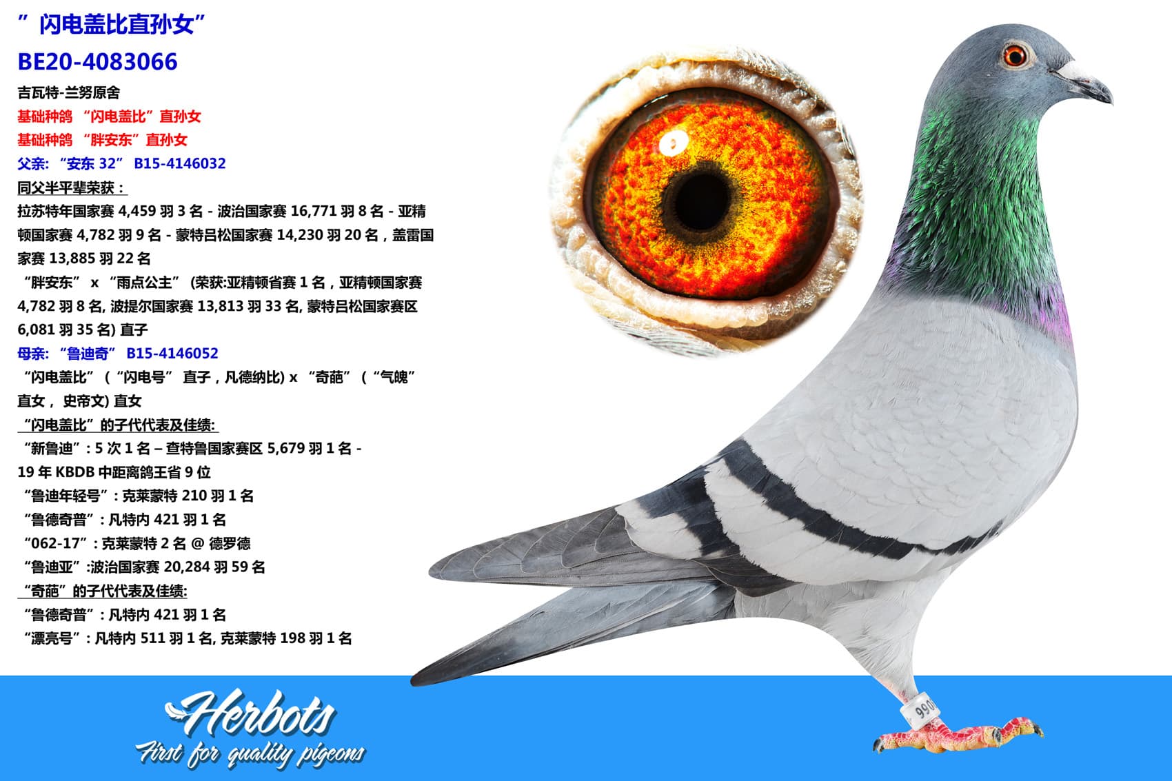 pigeon: undefined