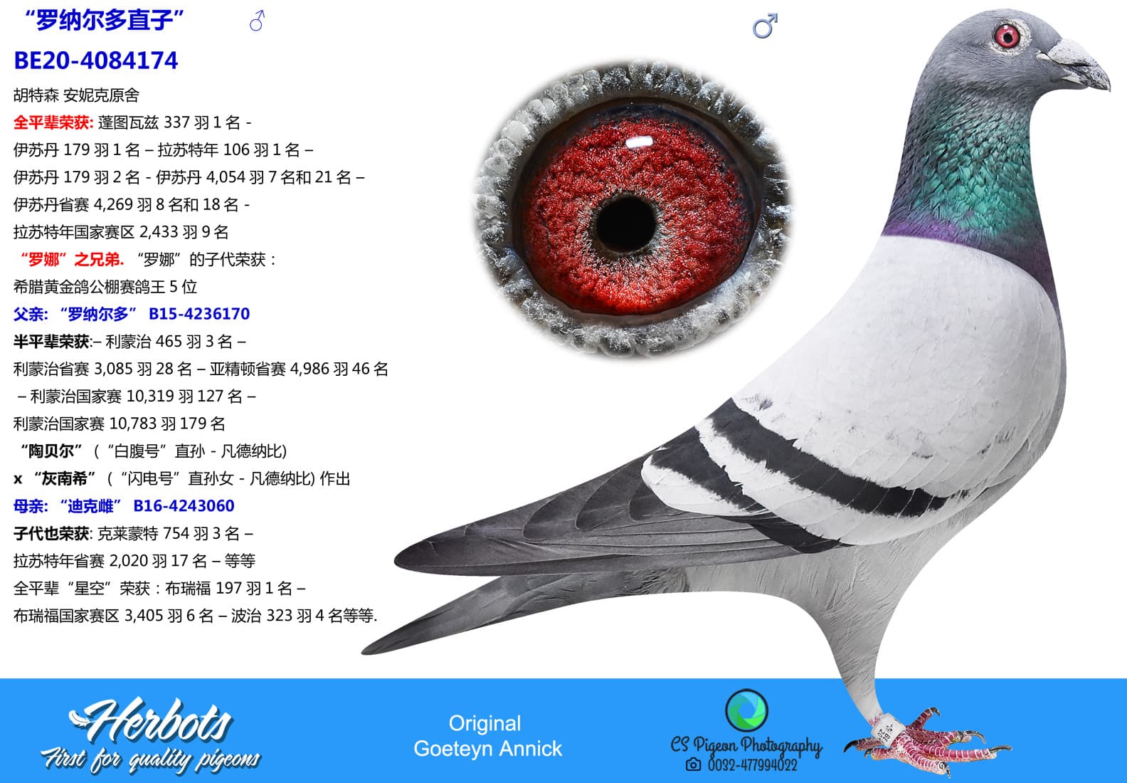 pigeon: undefined