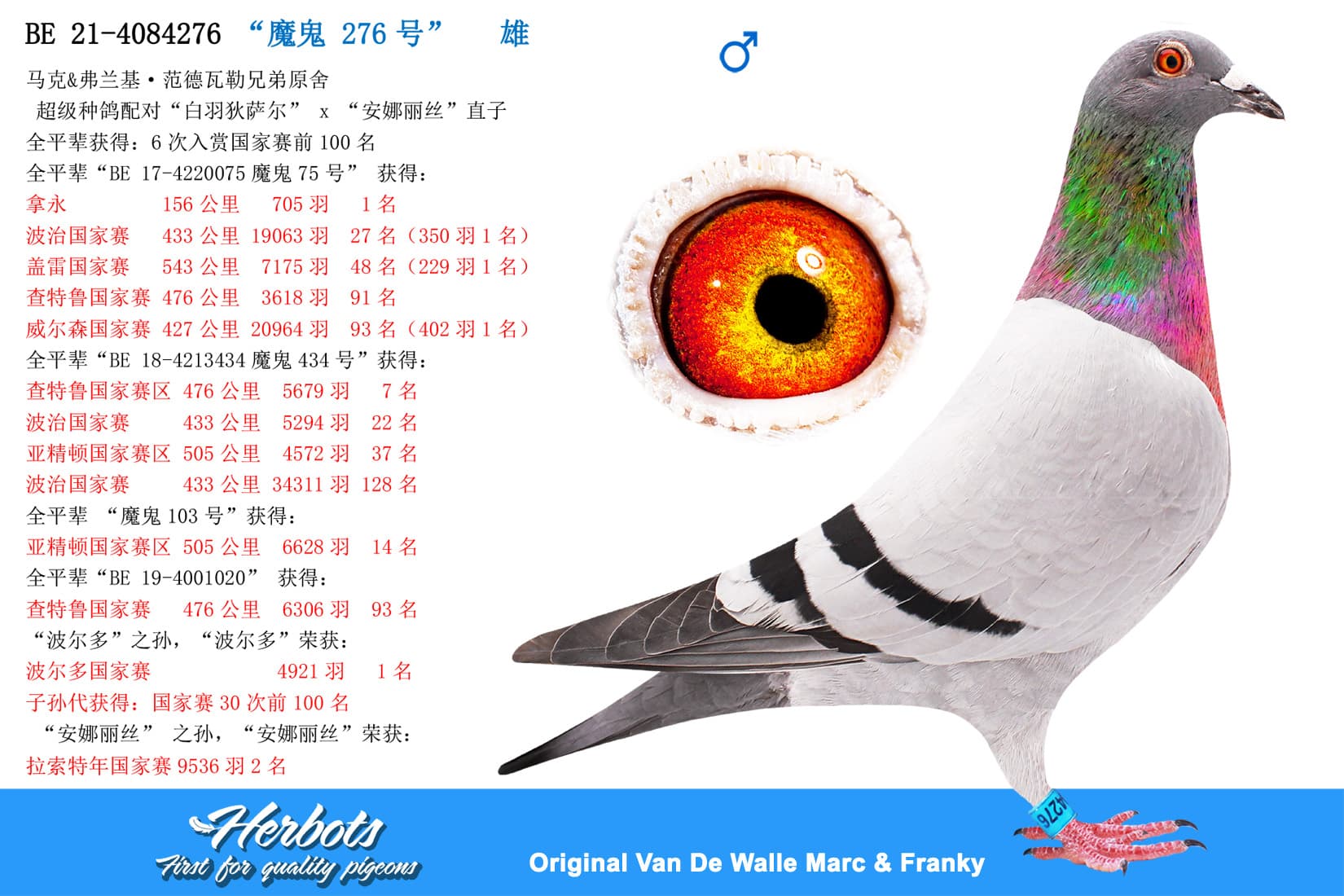 pigeon: “魔鬼 276号”