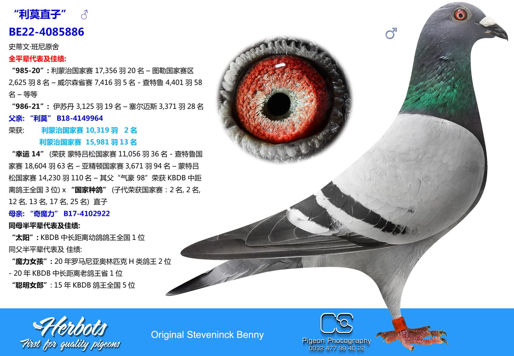 pigeon: undefined