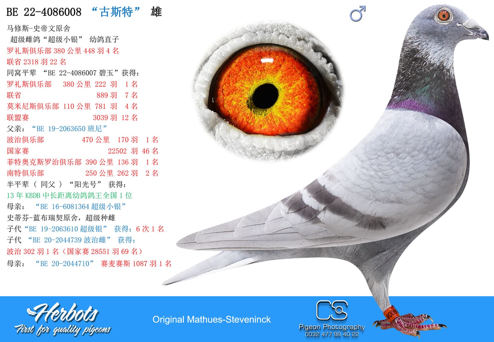 pigeon: “古斯特”
