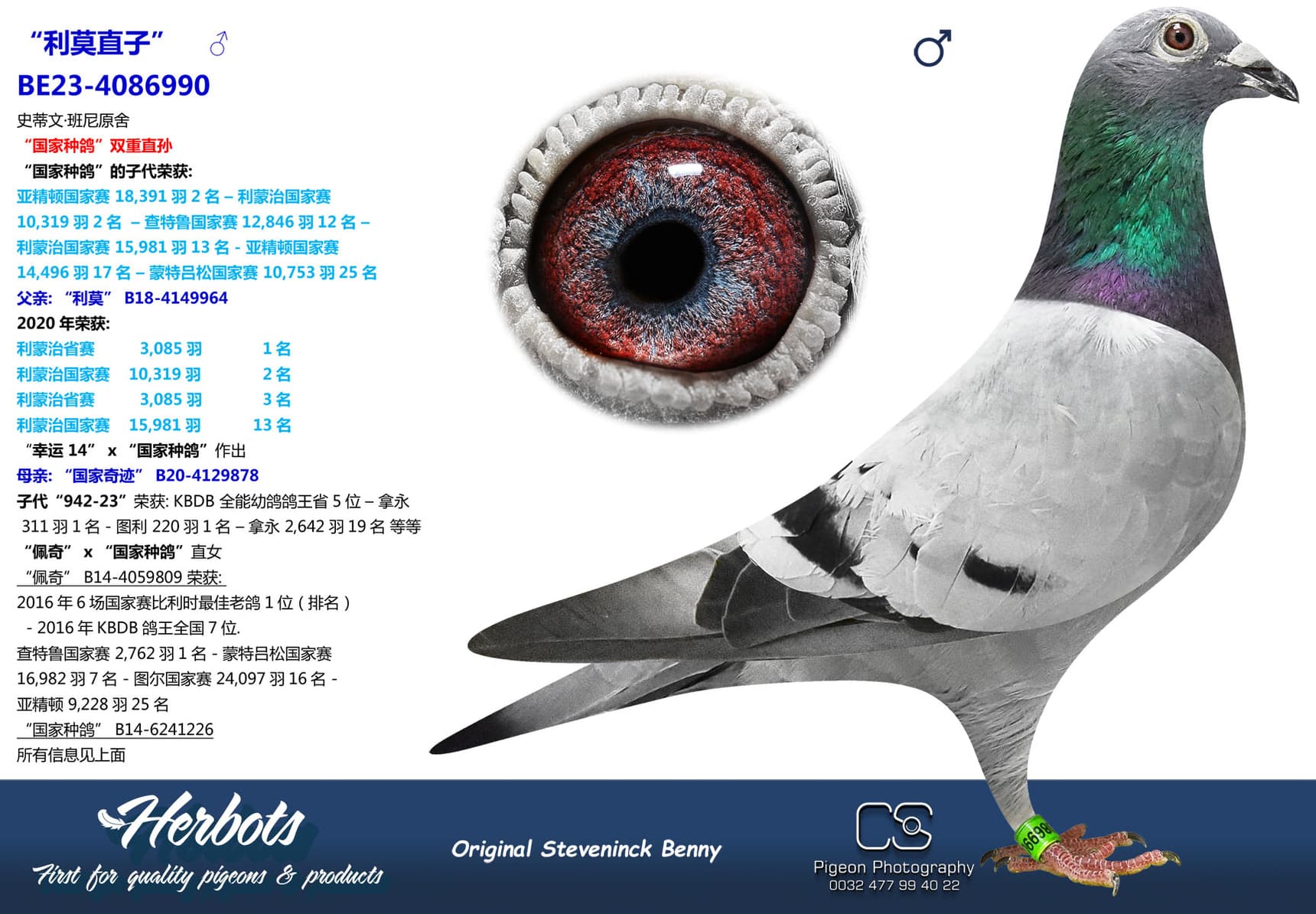 pigeon: undefined