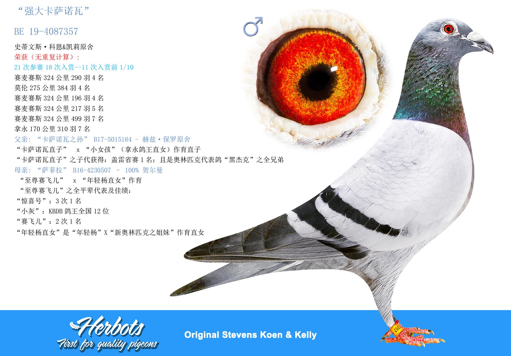 pigeon: “强大卡萨诺瓦”