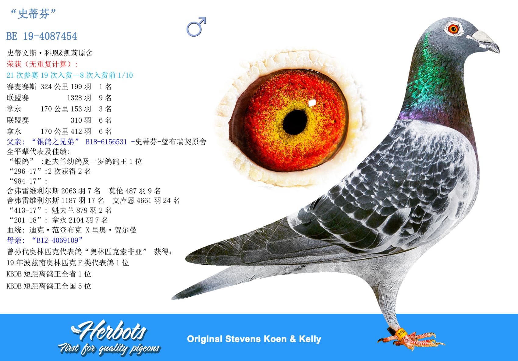 pigeon: “史蒂芬”