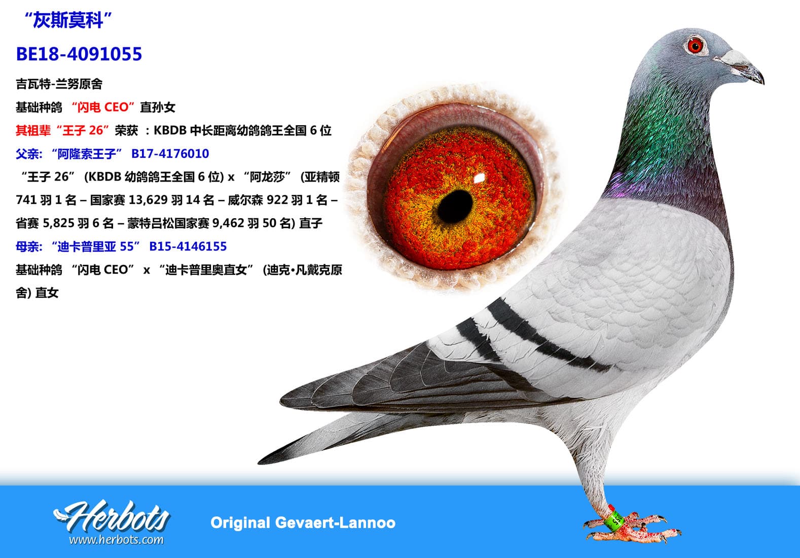 pigeon: “灰斯莫科”