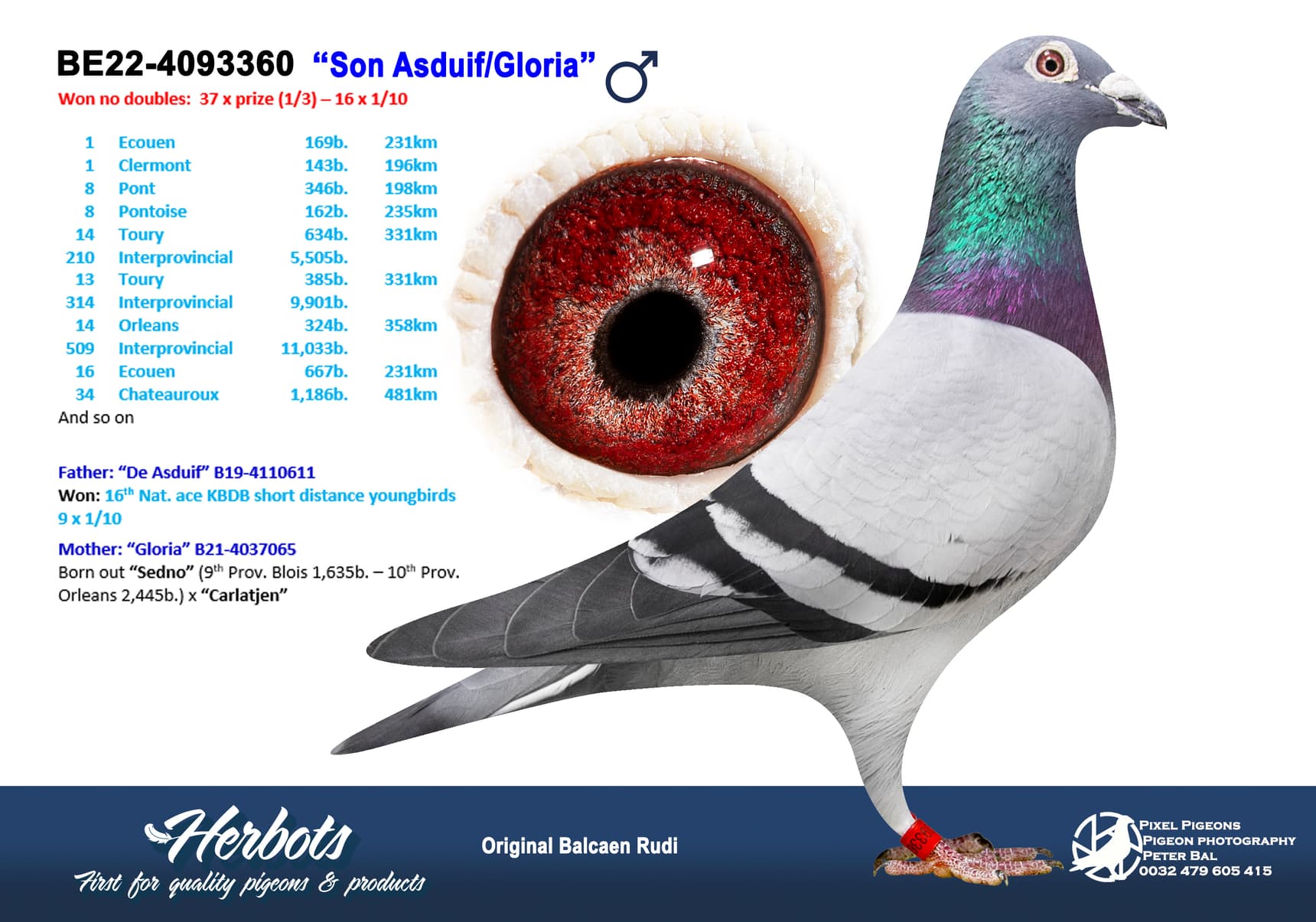 pigeon: undefined