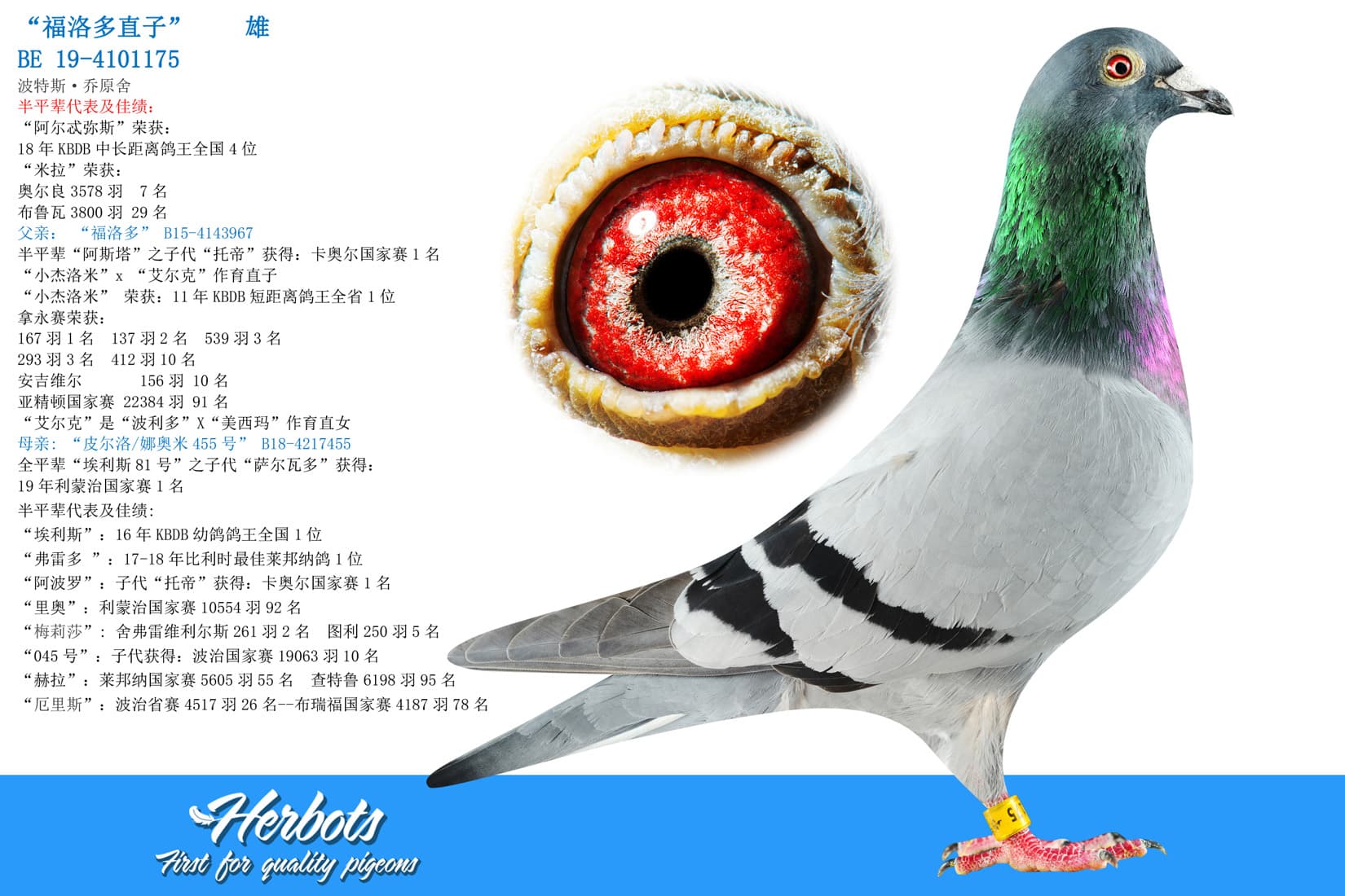 pigeon: “福洛多直子”