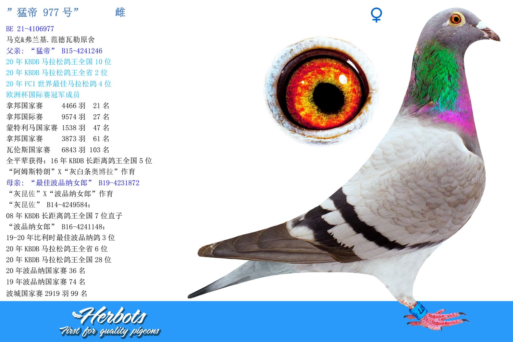 pigeon: undefined