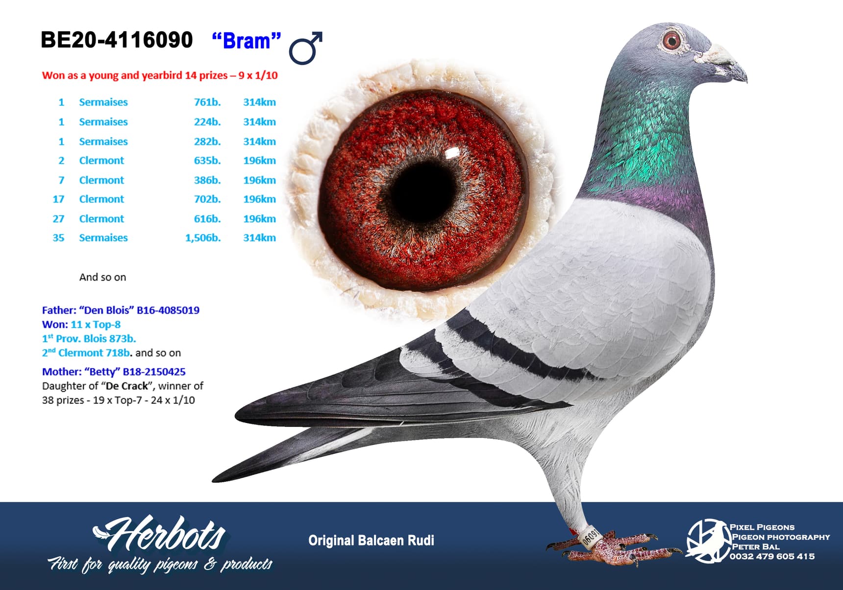 pigeon: undefined