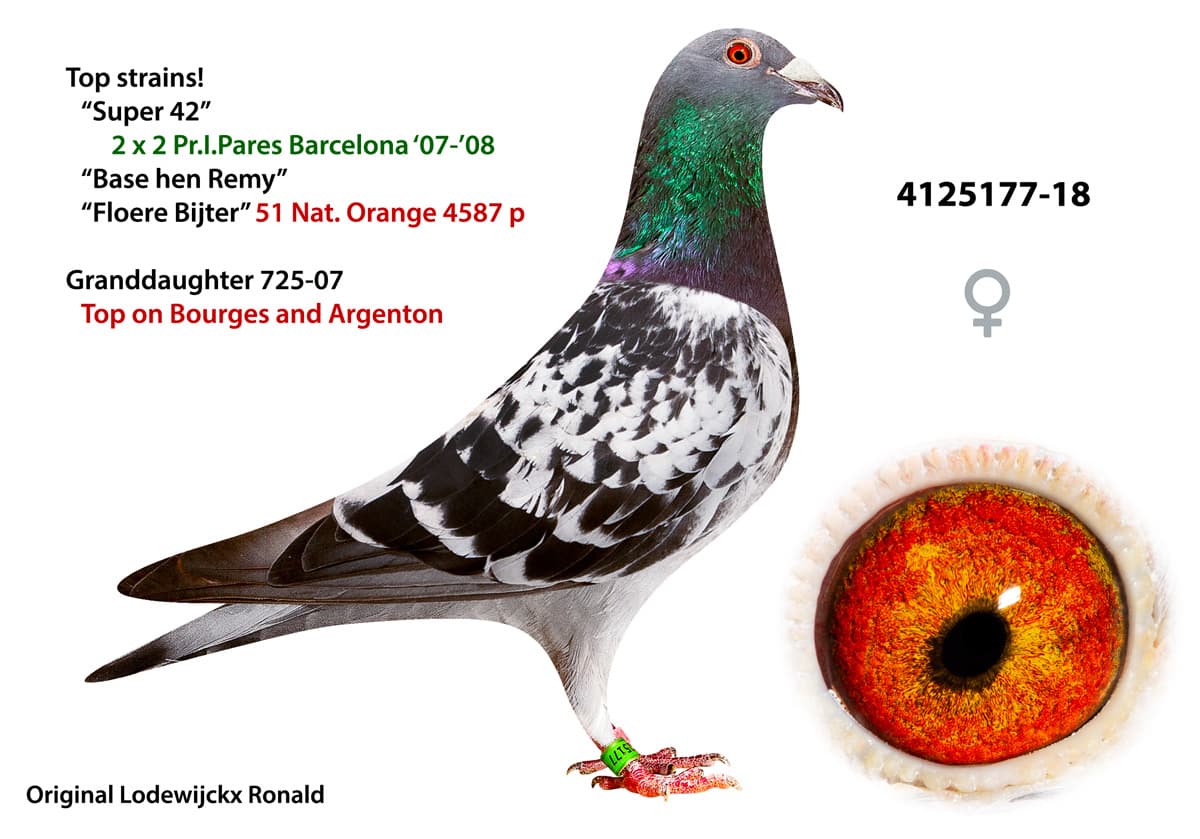 pigeon: undefined