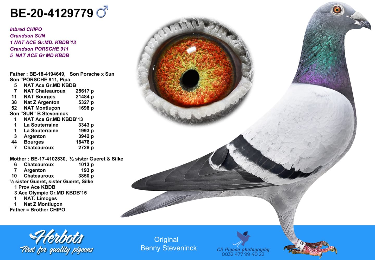 pigeon: undefined