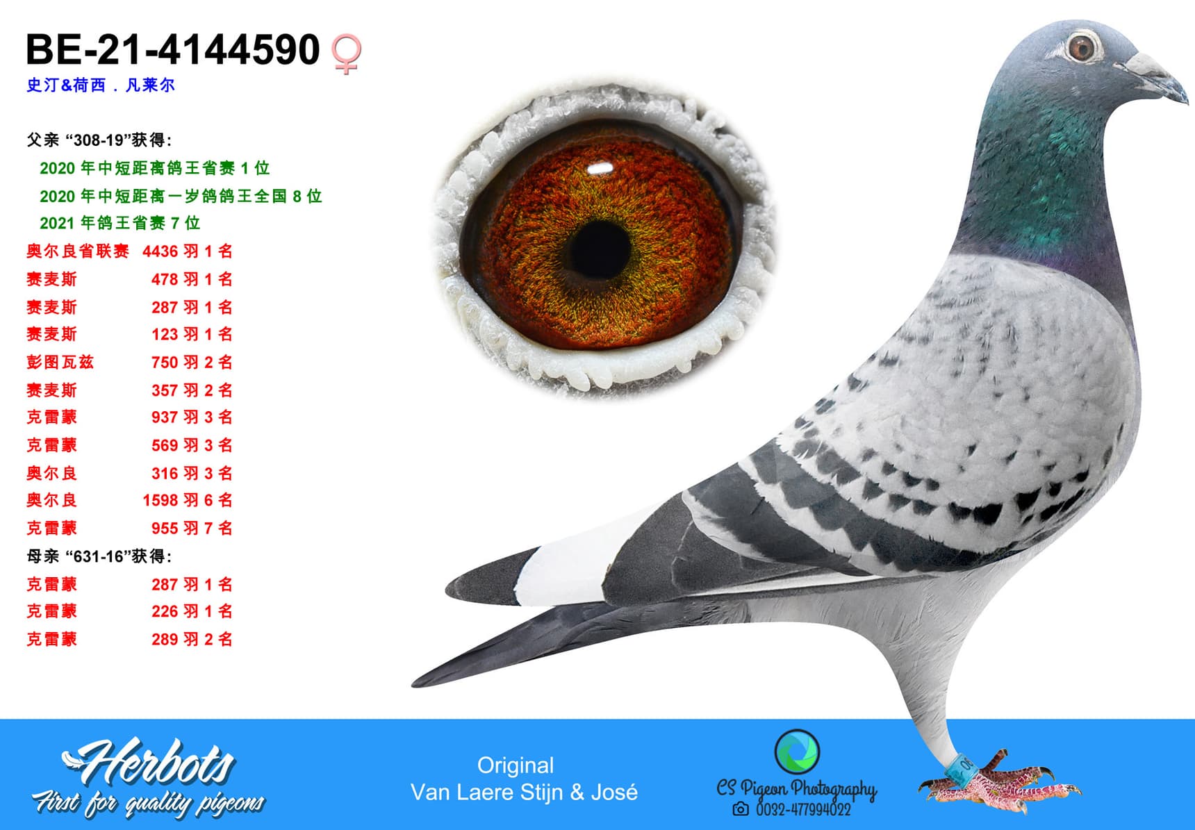 pigeon: undefined