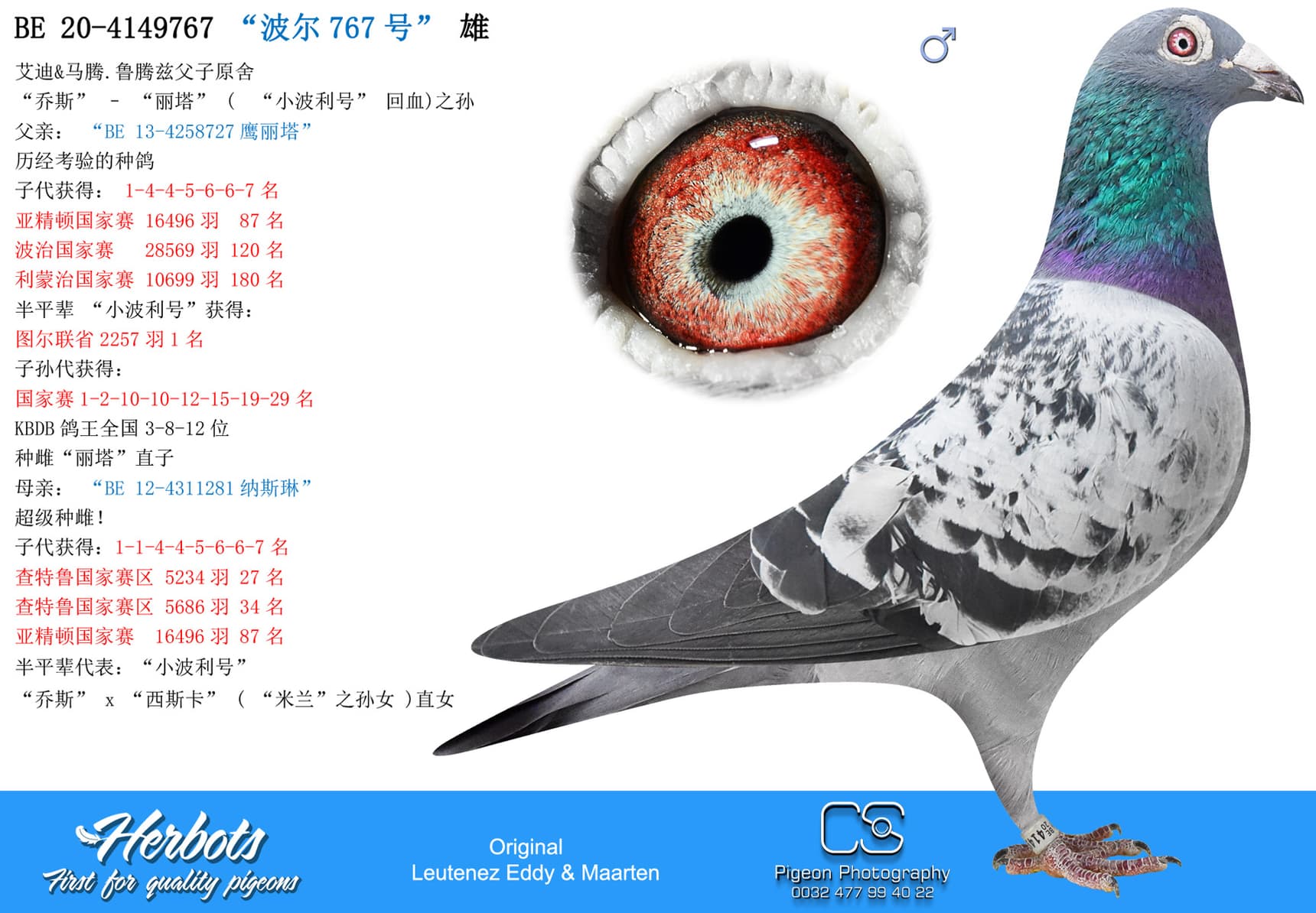 pigeon: “波尔767号”