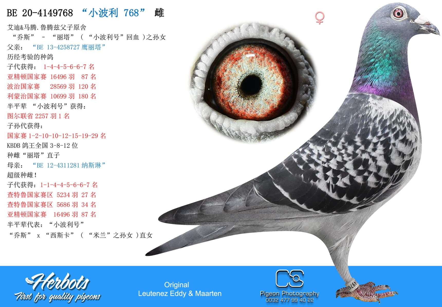 pigeon: “小波利 768”