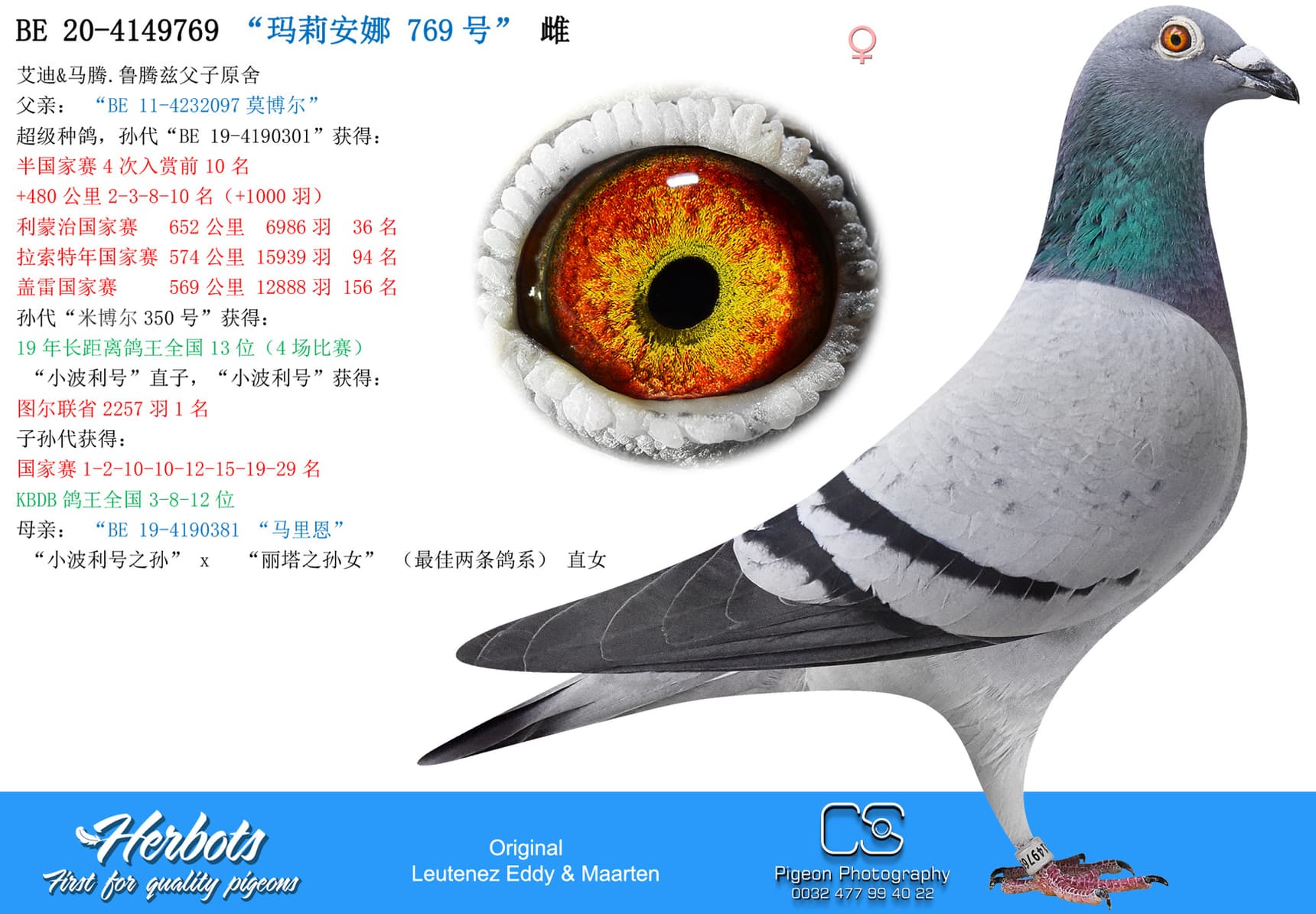 pigeon: “玛莉安娜 769号”