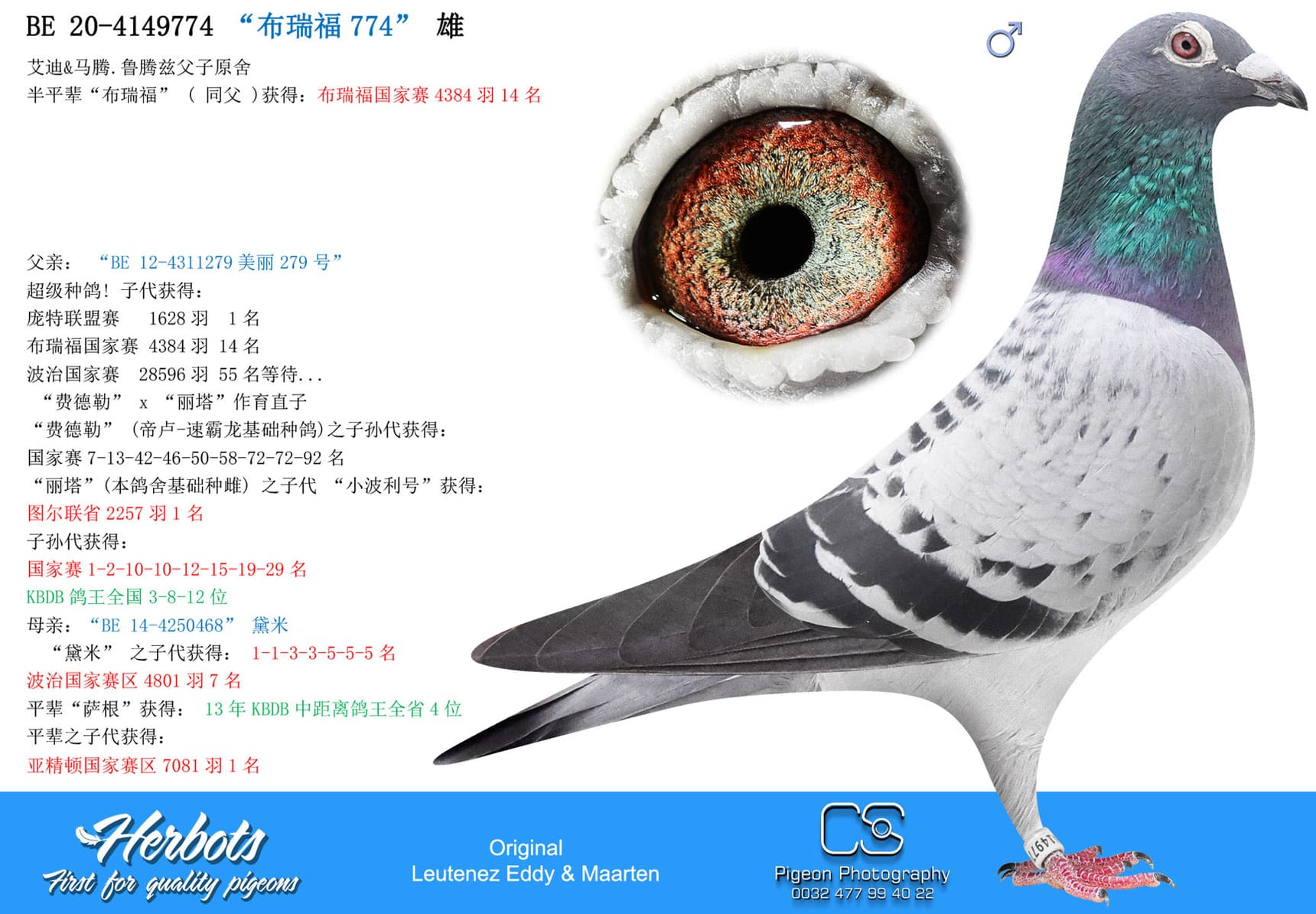 pigeon: “布瑞福 774号”