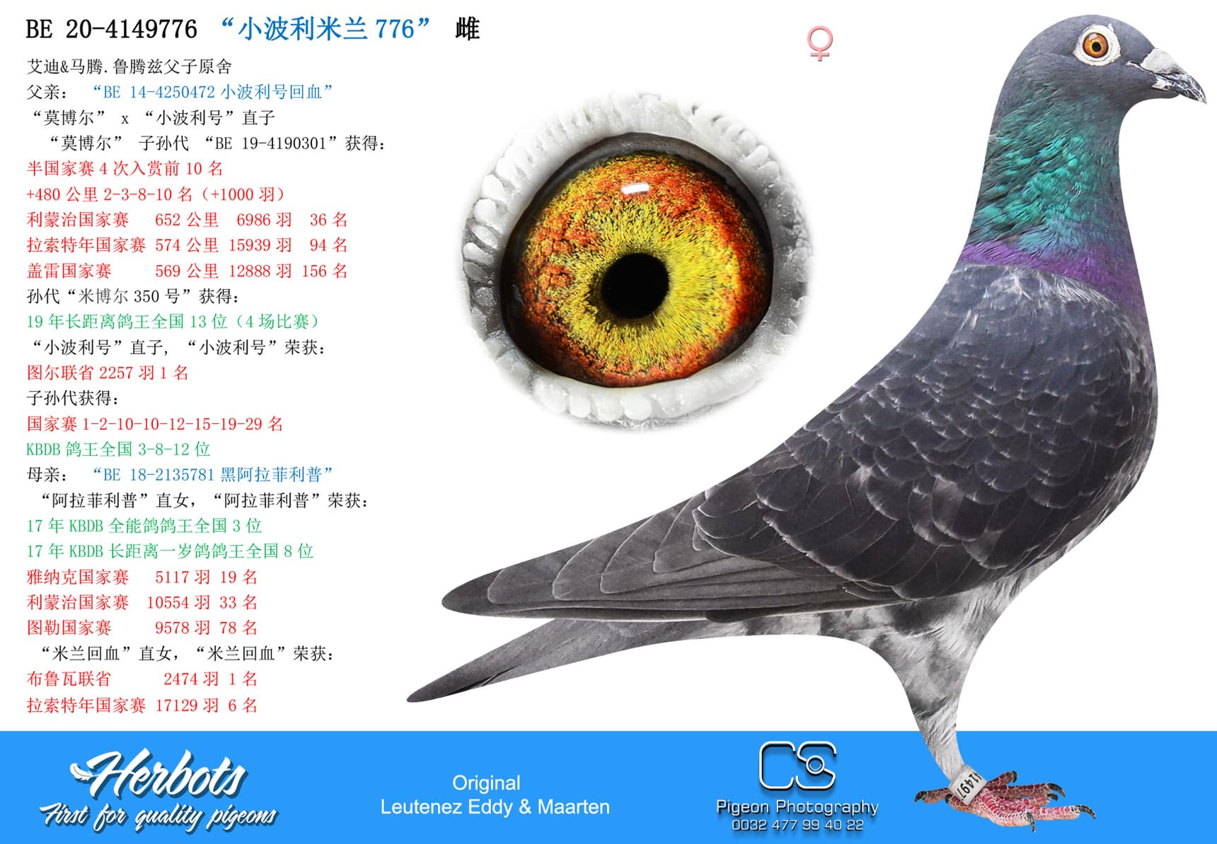 pigeon: “小波利米兰776”