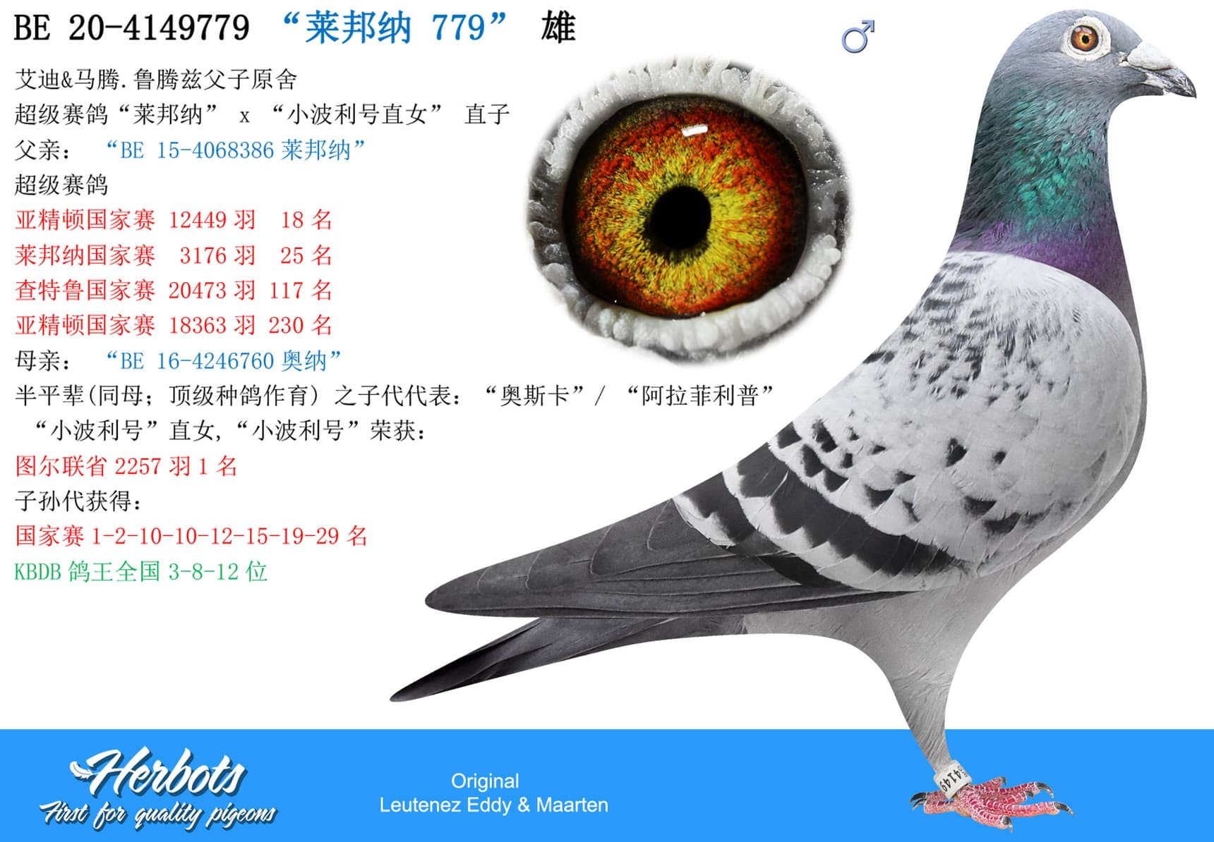 pigeon: “莱邦纳 779”