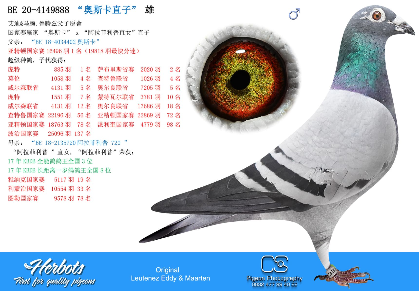 pigeon: “奥斯卡直子”