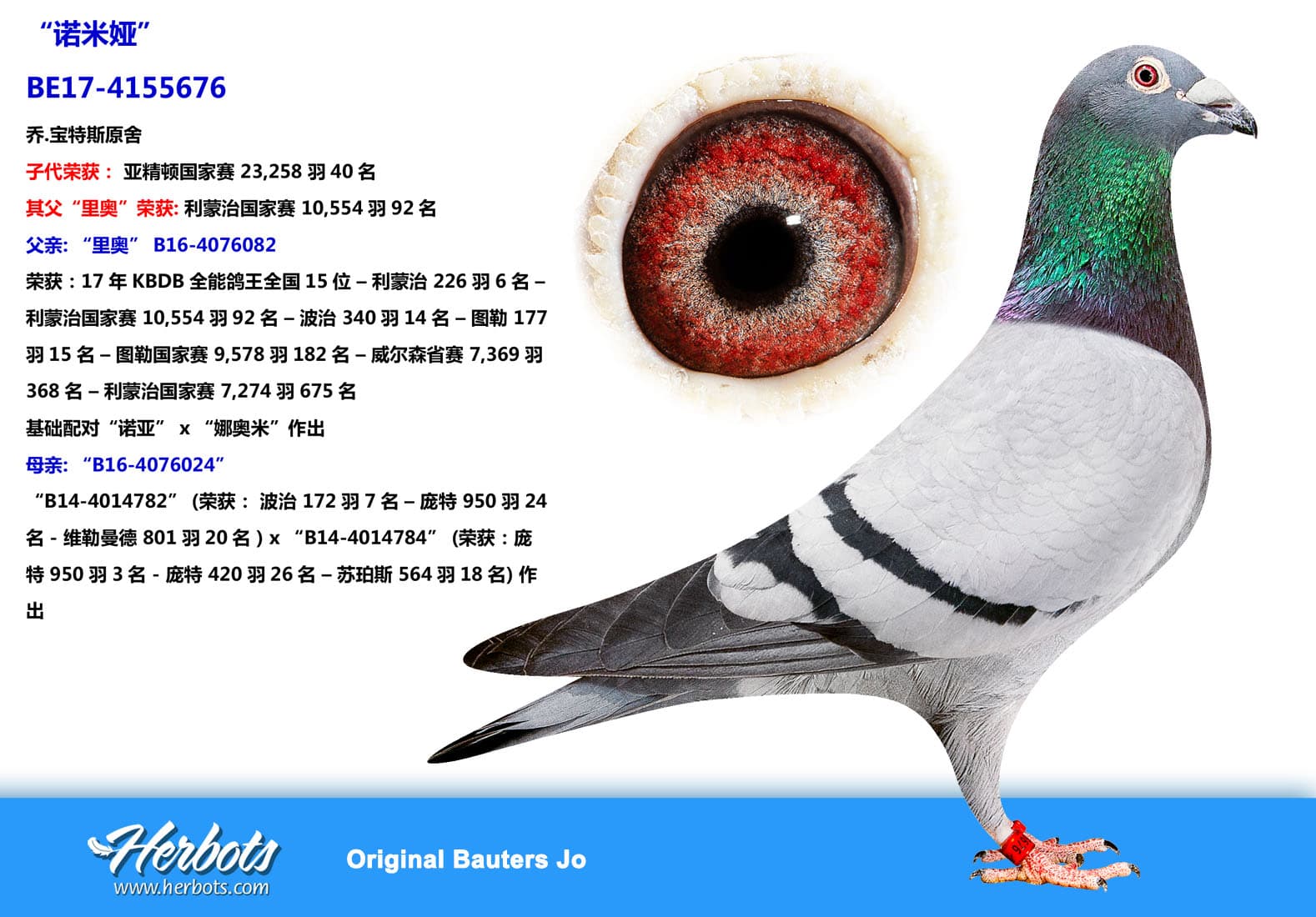 pigeon: undefined