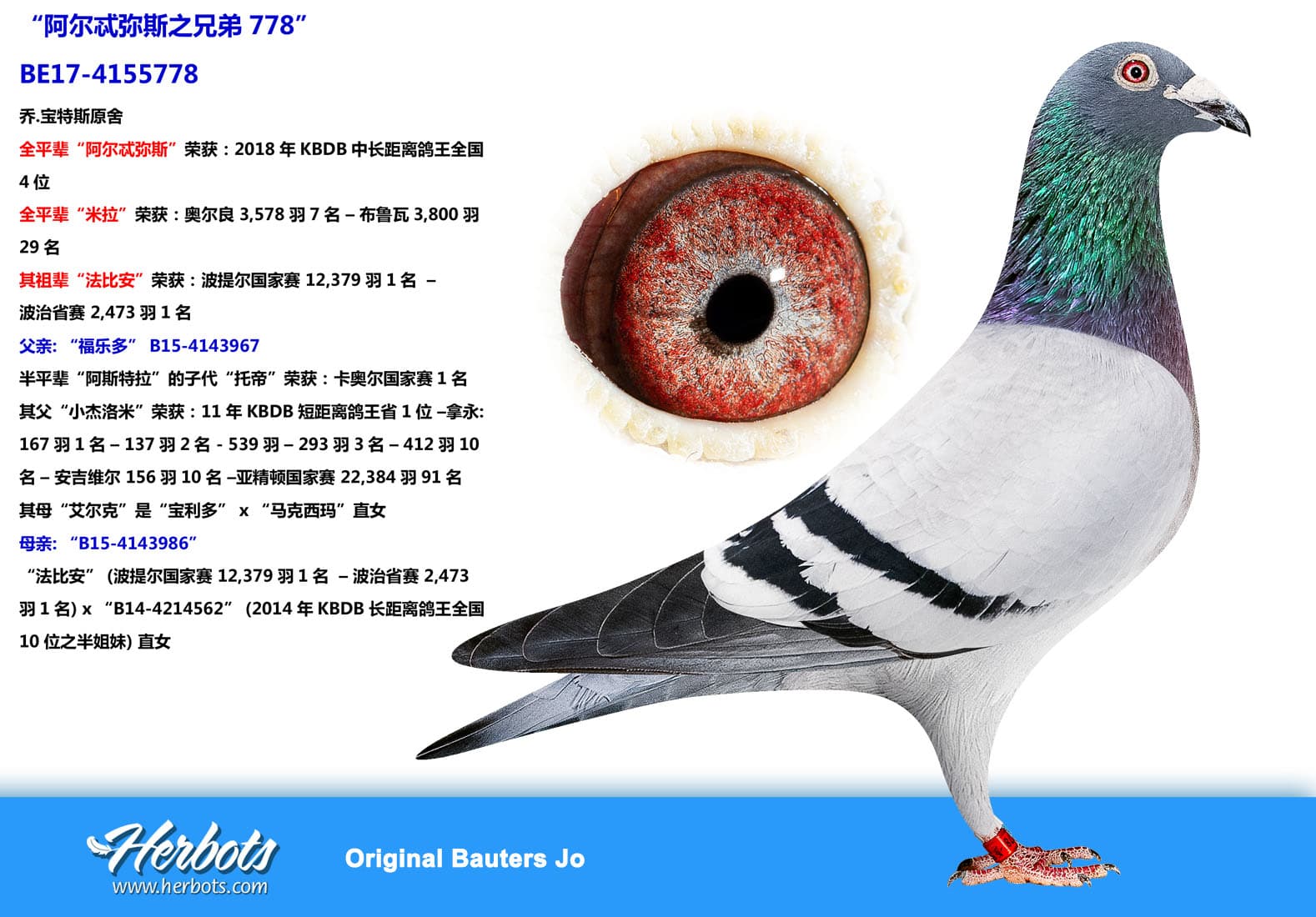 pigeon: undefined