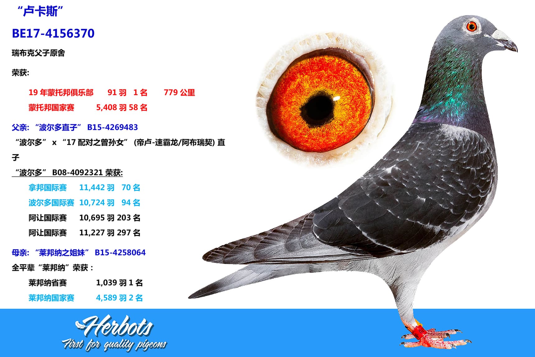 pigeon: undefined