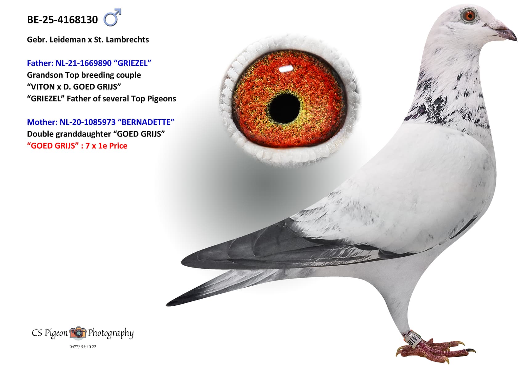 ‘Grizzly Bernardus’