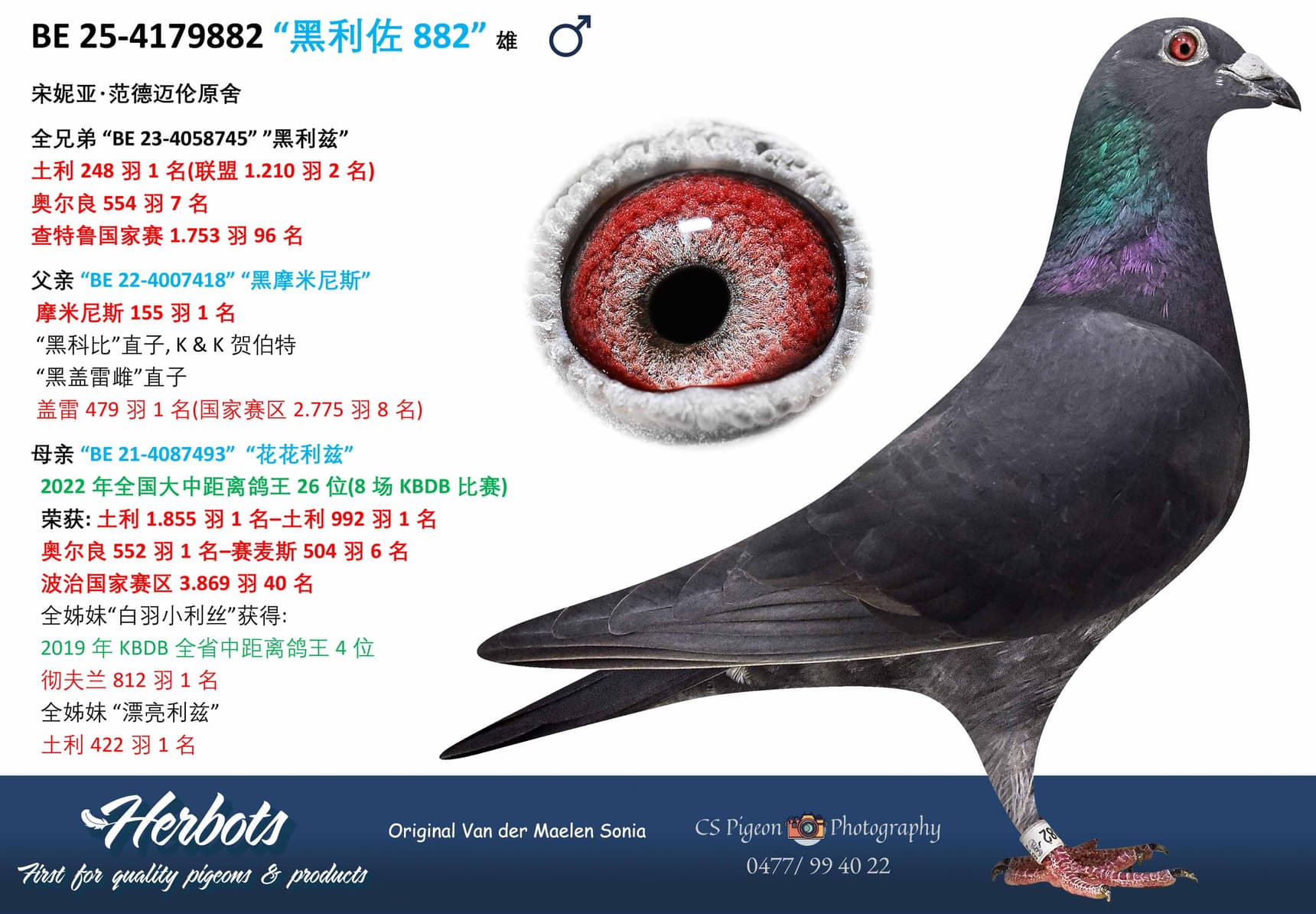 pigeon: undefined
