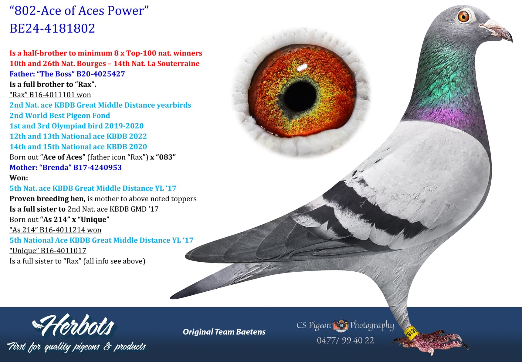 pigeon: undefined