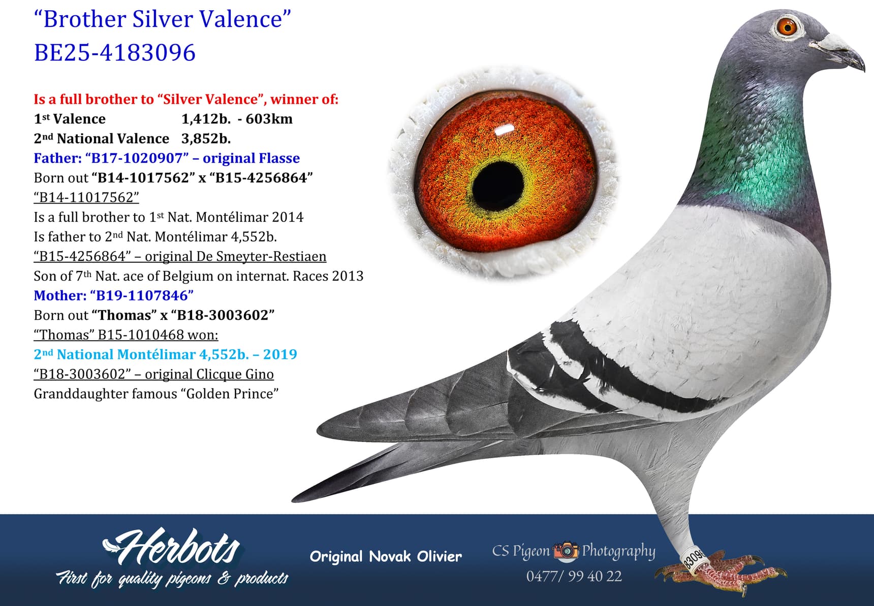 pigeon: undefined