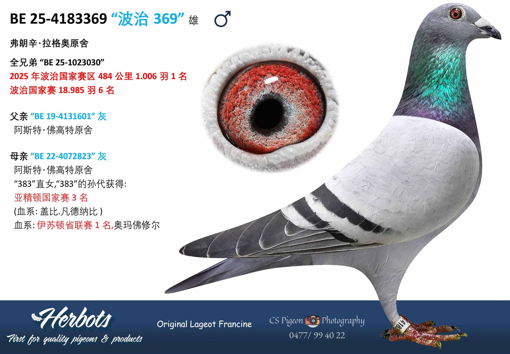 pigeon: undefined