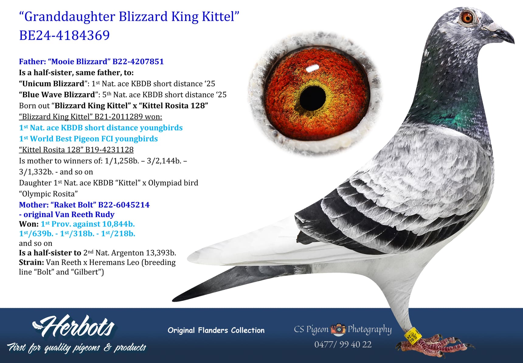 pigeon: undefined