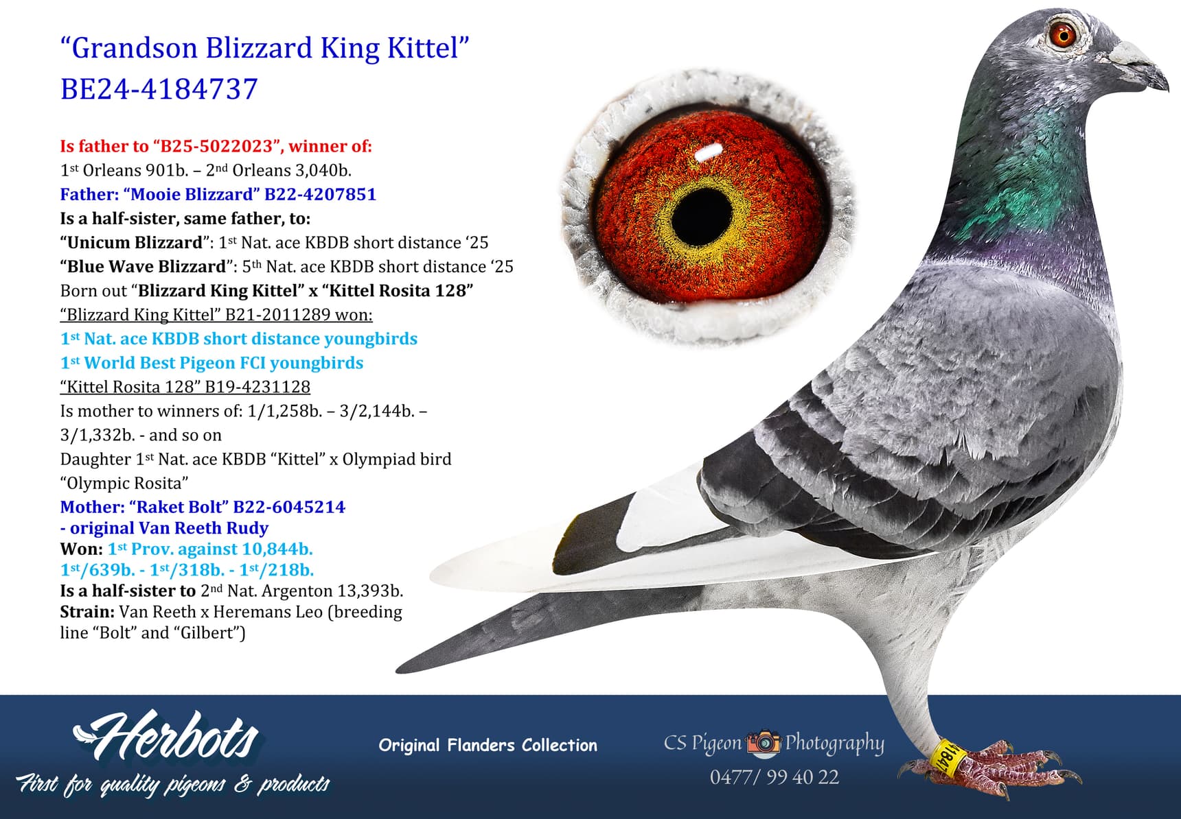pigeon: undefined