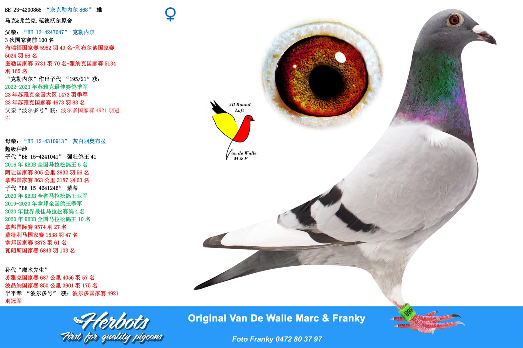 pigeon: “灰克勒内尔868”