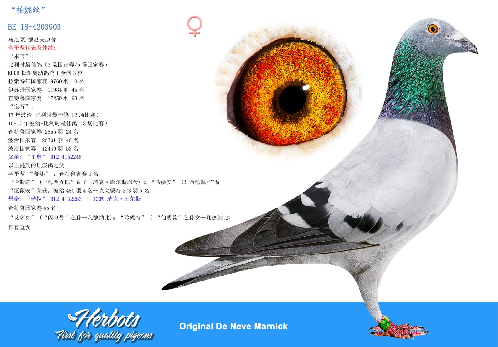 pigeon: undefined