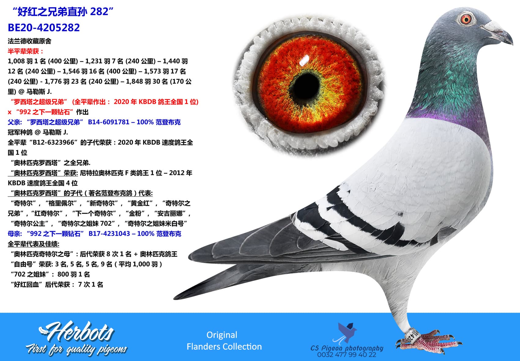 pigeon: undefined