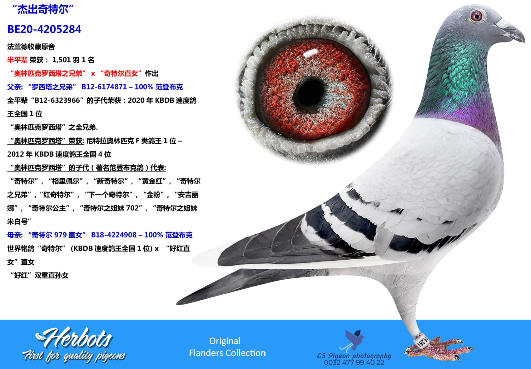 pigeon: “杰出奇特尔”