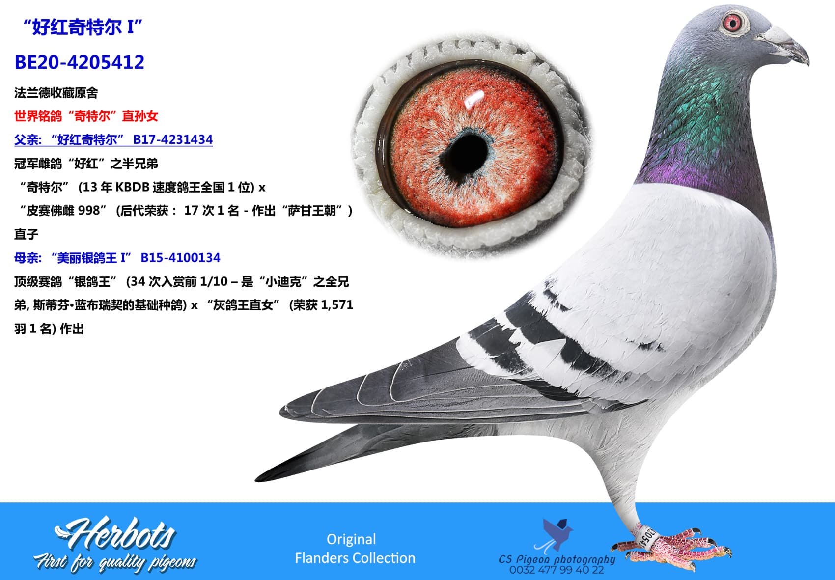 pigeon: undefined