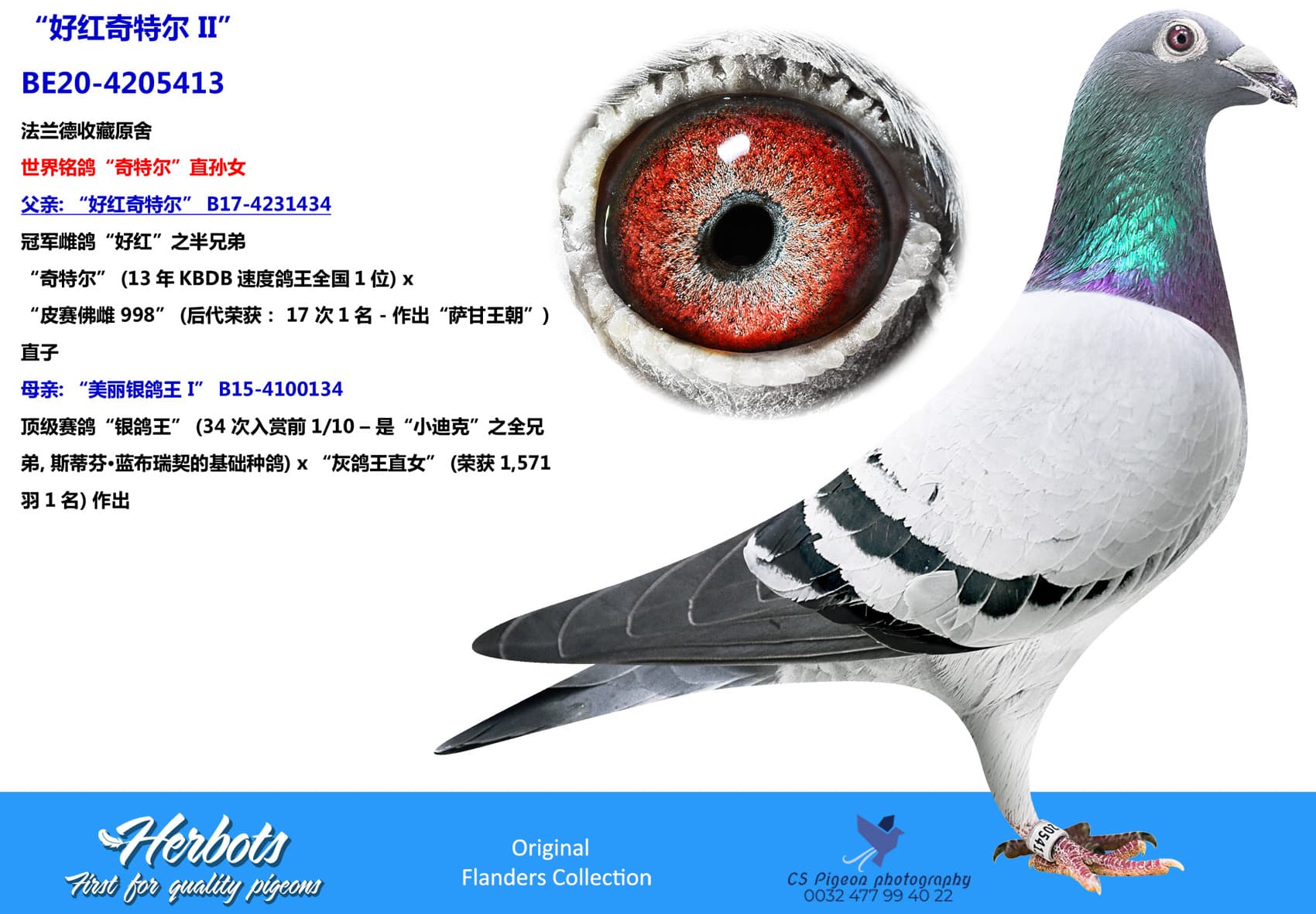 pigeon: “好红奇特尔 II”