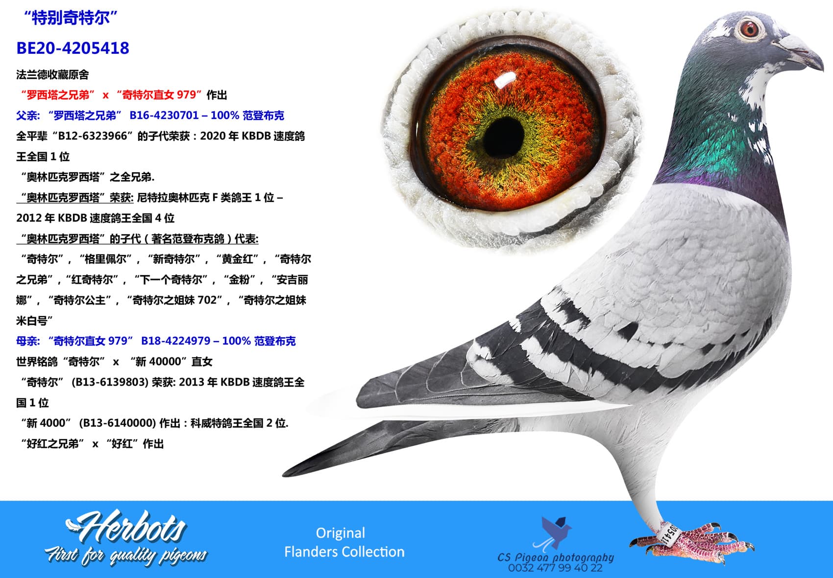 pigeon: “特别奇特尔”