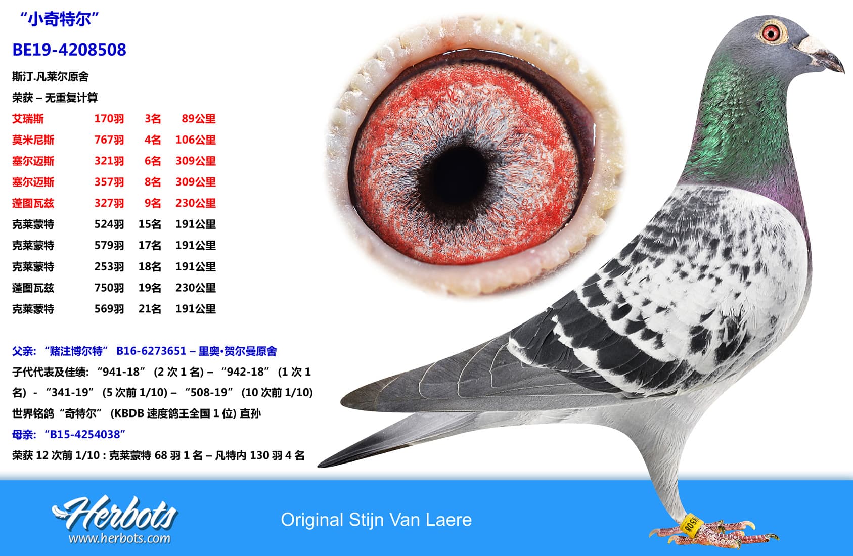 pigeon: “小奇特尔”