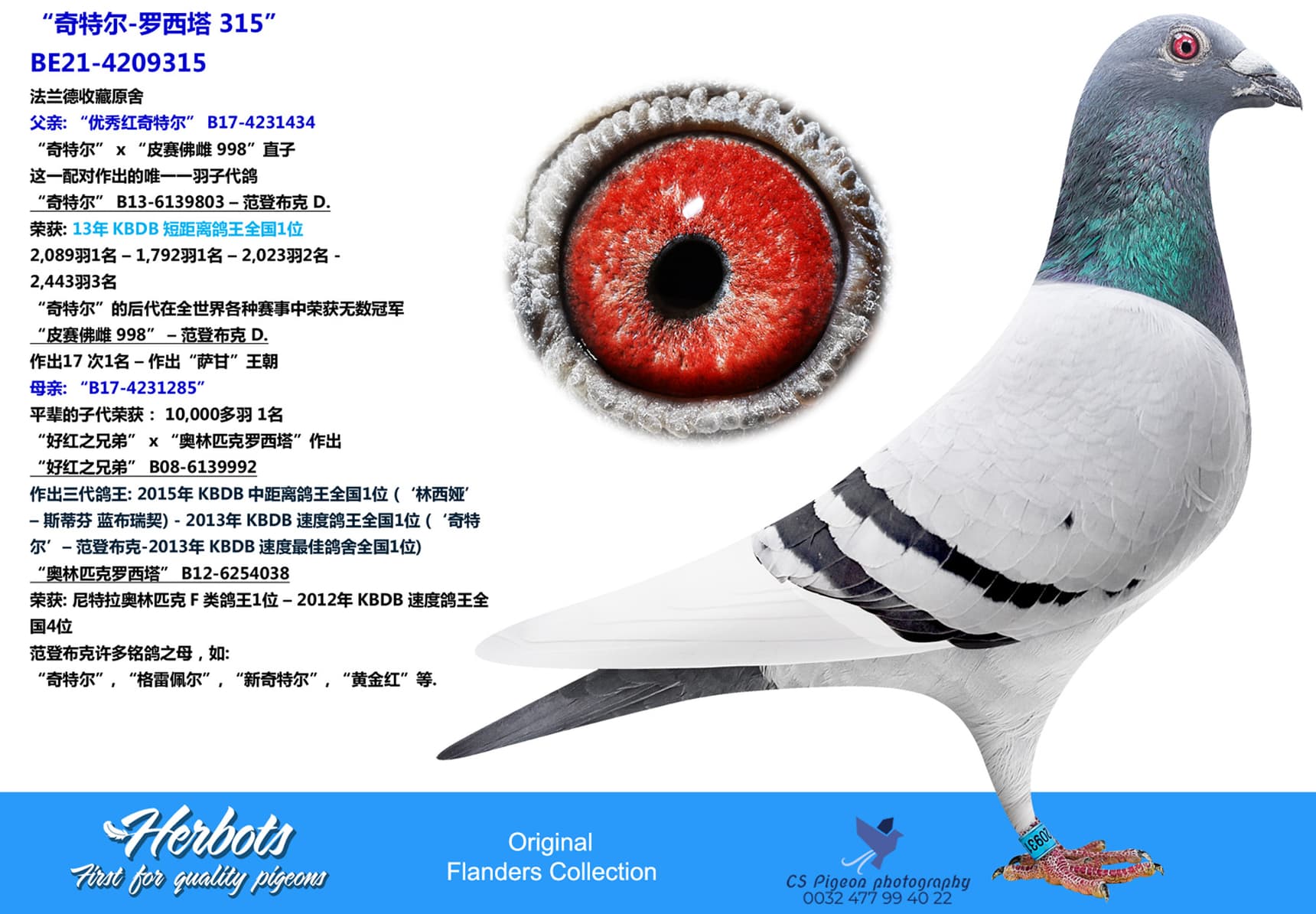 pigeon: “奇特尔-罗西塔 315”