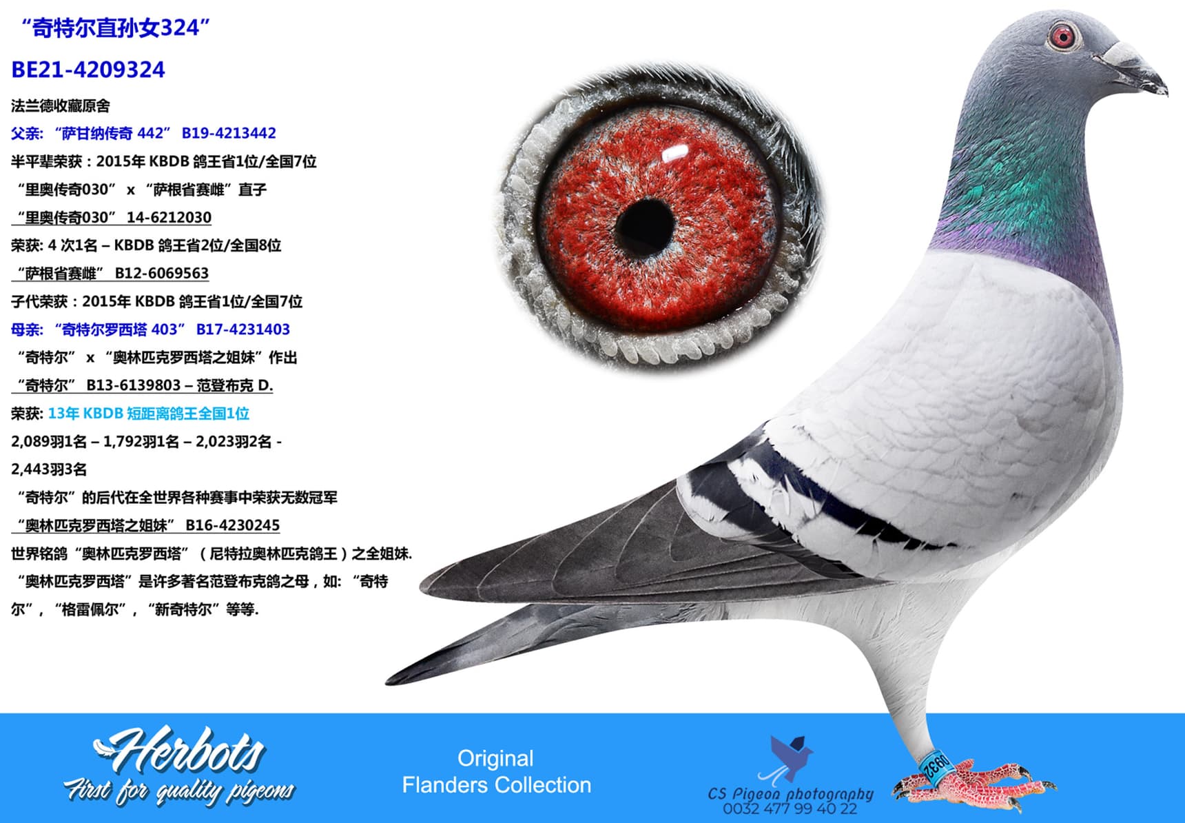 pigeon: undefined